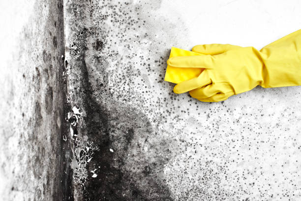 Best Emergency Mold Removal  in Urbana, IL