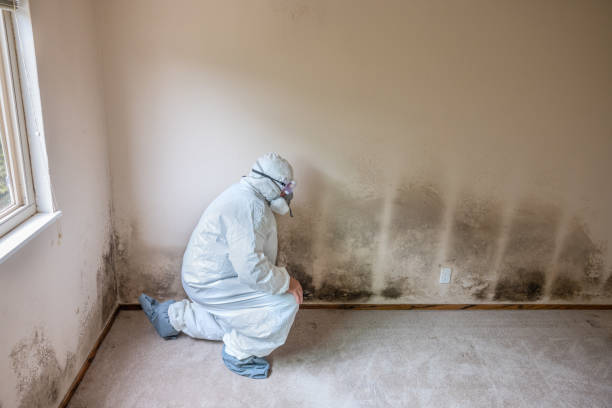 Crawl Space Mold Removal in Urbana, IL