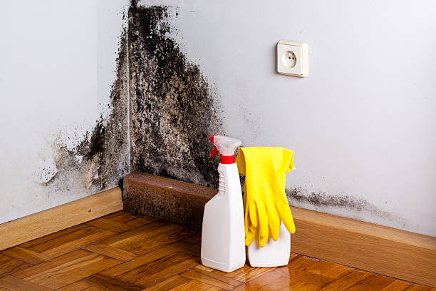 Certified Mold Removal in Urbana, IL